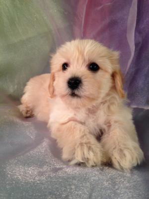 Male Cavachon Puppy for sale in Iowa #1 DOB 11-13-14 The best breeder for people located in Iowa, Minnesota, Illinois, and Wisconsin looking for cavachons!